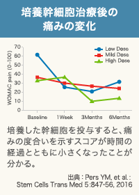 培養幹細胞治療後、時間とともにひざの痛みが軽減